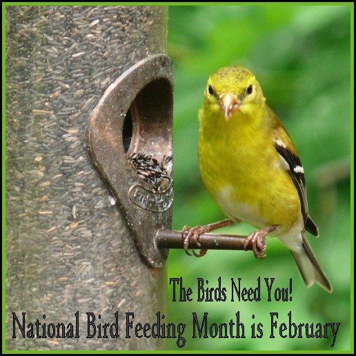 National Bird Feeding Month